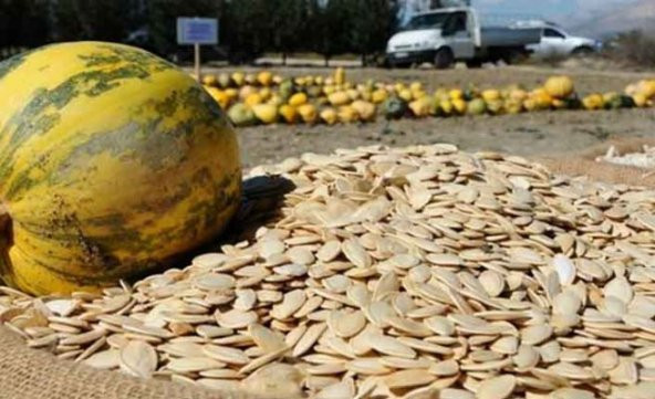 Eko Paket 25 Tohum Meşhur Nevşehir Kabak Tohumu Kabak Çekirdeği Tohumu - 2