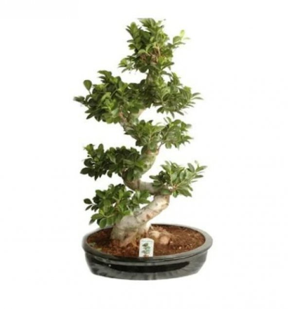 Nadir İthal Bodur Hambeles Bonzai Ağacı Tohumu 5 Tohum Bonsai Tohumu