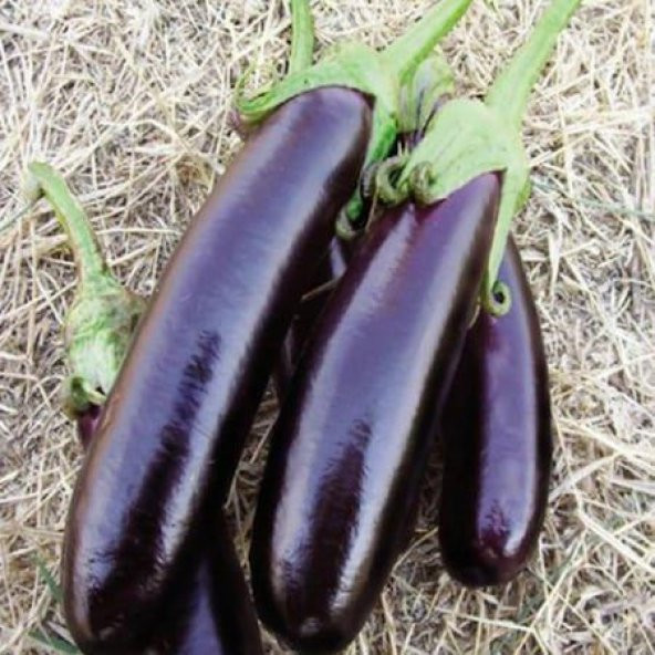 Eko Paket 150 Tohum Kemer Patlıcan Tohumu Kemer Patlıcanı Tohumu - Resim 2