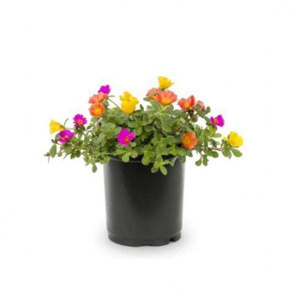 İthal Portulaca Çiçeği Tohumu 5 Tohum Çiçek Tohumu