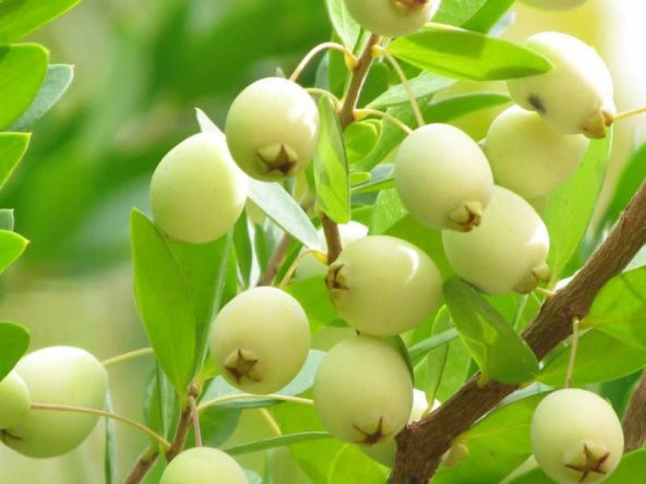 Nadir İthal Bodur Hambeles Bonzai Ağacı Tohumu 5 Tohum Bonsai Tohumu - 2
