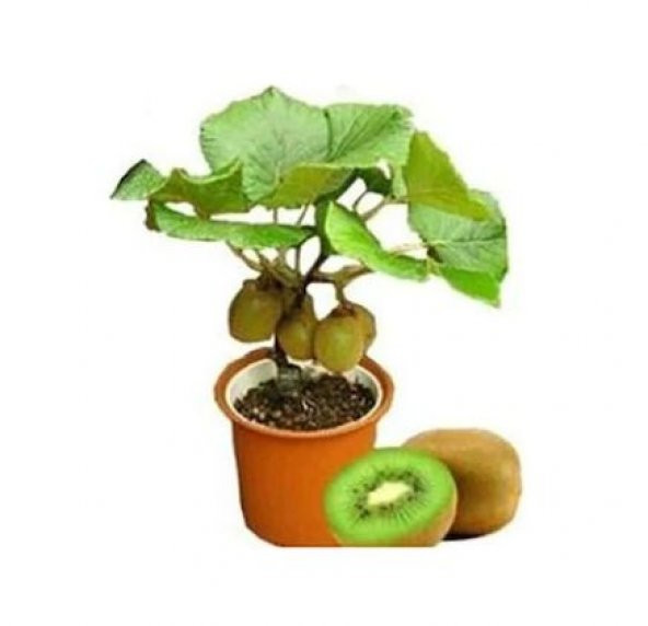 Nadir İthal Bodur Kivi Bonzai Ağacı Tohumu 5 Tohum Bonsai Tohumu