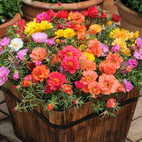 İthal Portulaca Çiçeği Tohumu 5 Tohum Çiçek Tohumu - 2