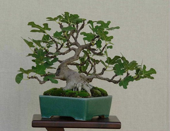 Nadir İthal Bodur Hambeles Bonzai Ağacı Tohumu 5 Tohum Bonsai Tohumu - 3
