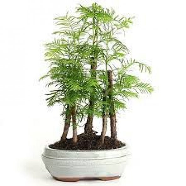 Nadir İThal Bodur Redwood Bonzai Ağacı Tohumu Ekim Seti 5 Tohum Saksı Toprak Kombin - 3