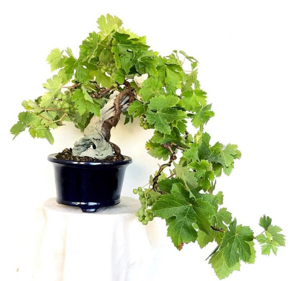 Nadir İthal Bodur Sarı Üzüm Bonzai Ağacı Tohumu 5 Tohum Bonsai Tohumu