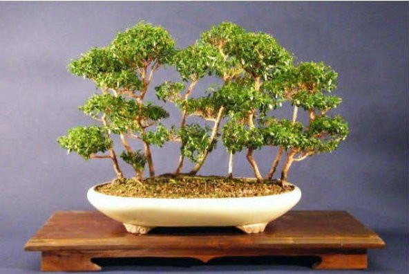 Nadir İthal Bodur Hambeles Bonzai Ağacı Tohumu 5 Tohum Bonsai Tohumu - 4