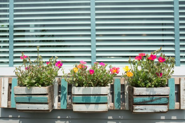 İthal Portulaca Çiçeği Tohumu 5 Tohum Çiçek Tohumu - 3
