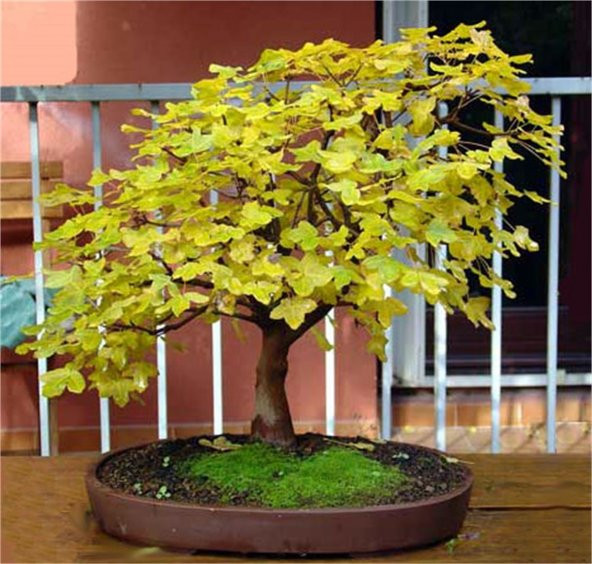 Nadir İthal Bodur Sarı Üzüm Bonzai Ağacı Tohumu 5 Tohum Bonsai Tohumu - 2