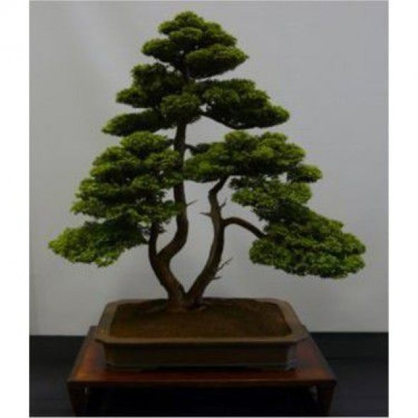 Nadir İthal Bodur Lübnan Sediri Bonzai Ağacı Tohumu 5 Tohum Bonsai Tohumu - 2