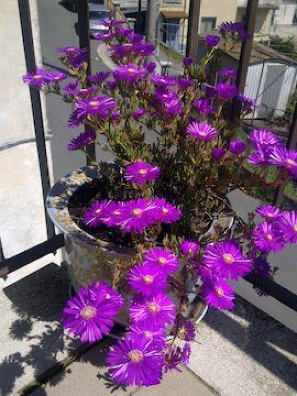 Mesembriantemo Çiçeği Tohumu Ekim Seti 5 Tohum Çiçek Tohumu Saksı Toprak Kombin - Resim 2