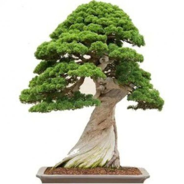 Nadir İthal Bodur Okaliptüs Bonzai Ağacı Tohumu 5 Tohum Bonsai Tohumu