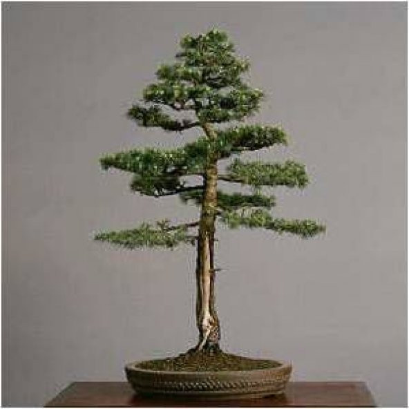 Nadir İthal Bodur Lübnan Sediri Bonzai Ağacı Tohumu 5 Tohum Bonsai Tohumu - 3