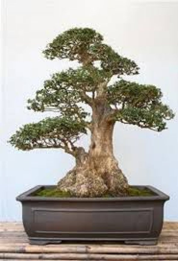 Nadir İthal Bodur Lübnan Sediri Bonzai Ağacı Tohumu 5 Tohum Bonsai Tohumu - 4