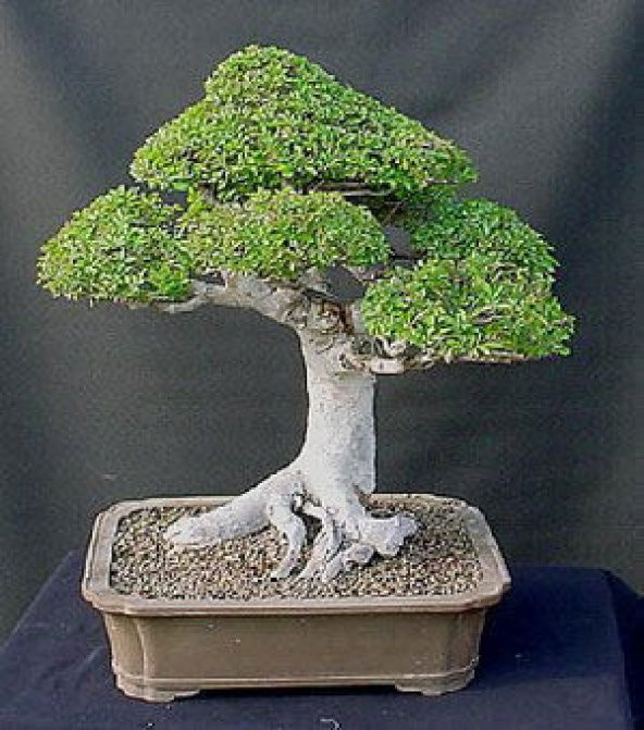 Nadir İthal Bodur Okaliptüs Bonzai Ağacı Tohumu 5 Tohum Bonsai Tohumu - 2