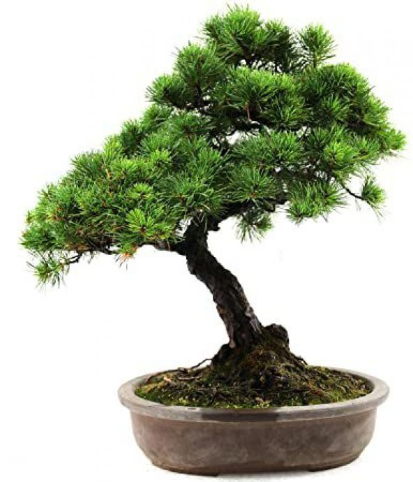 Nadir İthal Bodur Supressus Bonzai Ağacı Tohumu 5 Tohum Bonsai Tohumu - 2