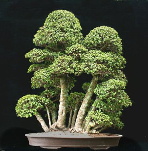 Nadir İthal Bodur Okaliptüs Bonzai Ağacı Tohumu 5 Tohum Bonsai Tohumu - 3