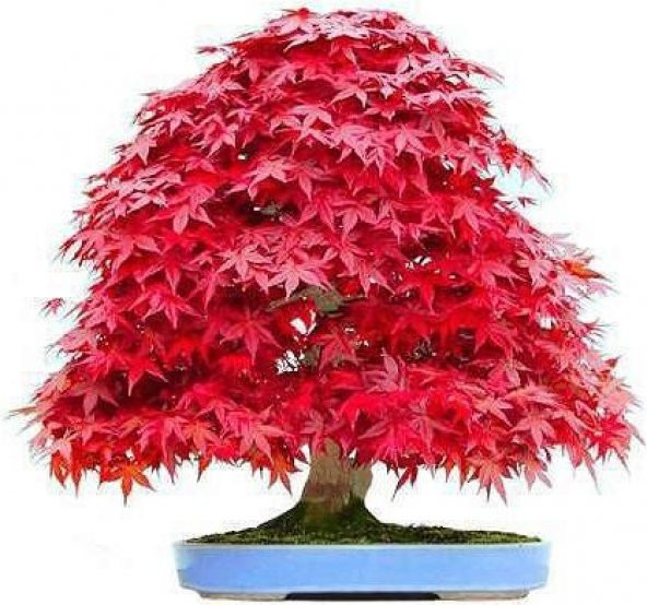 Nadir İthal Bodur Red Maple Bonzai Ağacı Tohumu Ekim Seti 5 Tohum Saksı Toprak Kombin