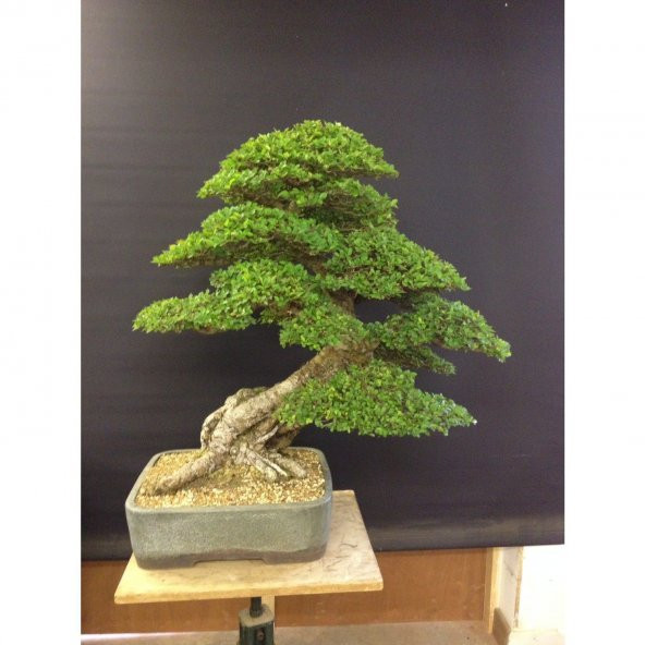 Nadir İthal Bodur Okaliptüs Bonzai Ağacı Tohumu 5 Tohum Bonsai Tohumu - 4