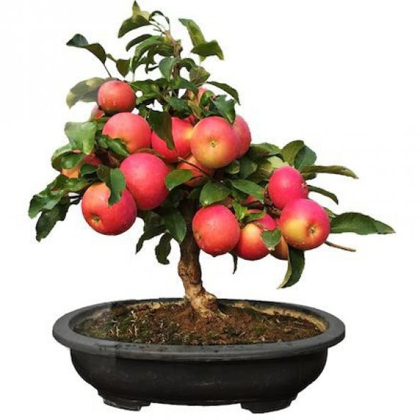 Nadir İthal Elma Bonzai Ağacı Tohumu 3 Tohum Bonsai Tohumu - 1