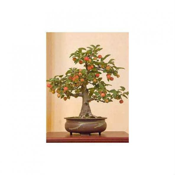 Nadir İthal Elma Bonzai Ağacı Tohumu 3 Tohum Bonsai Tohumu - 2