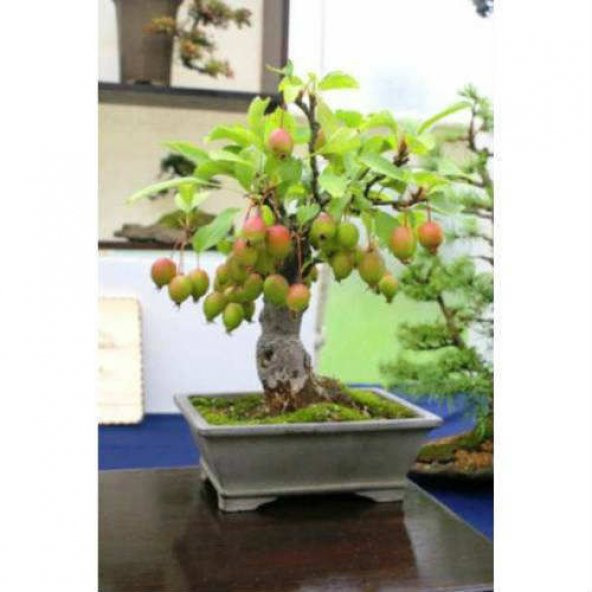 Nadir İthal Elma Bonzai Ağacı Tohumu 3 Tohum Bonsai Tohumu - 3
