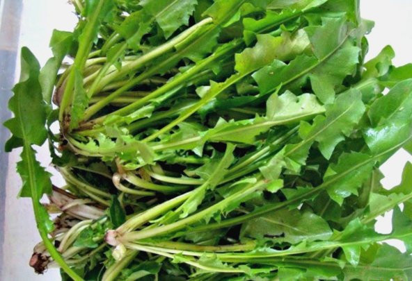 Hindibağ Tohumu Ekim Seti 50 Tohum Hindibağı Tohumu Hindiba Tohumu Saksı Toprak Kombin - 2