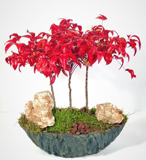 Nadir İthal Bodur Cennet Bonzai Ağacı Tohumu Ekim Seti 5 Tohum Saksı Toprak Kombin - Resim 3