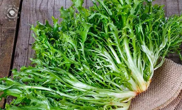 Hindibağ Tohumu Ekim Seti 50 Tohum Hindibağı Tohumu Hindiba Tohumu Saksı Toprak Kombin - 3