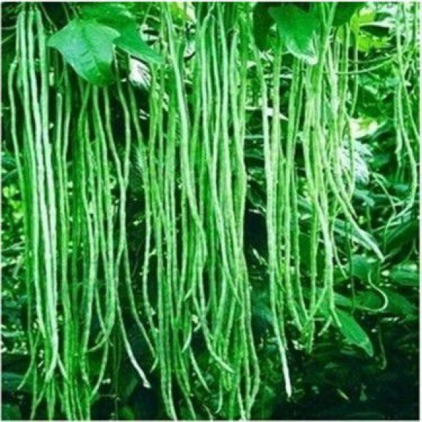 Nadir İthal Çin Fasulyesi Tohumu Ekim Seti Fasulye Tohumu 2 Tohum Saksı Toprak Kombin - 3