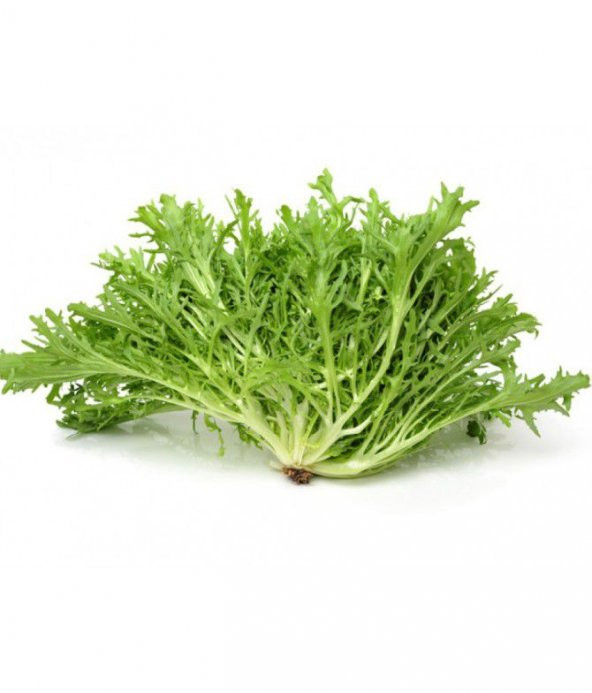 Hindibağ Tohumu Ekim Seti 50 Tohum Hindibağı Tohumu Hindiba Tohumu Saksı Toprak Kombin - 4