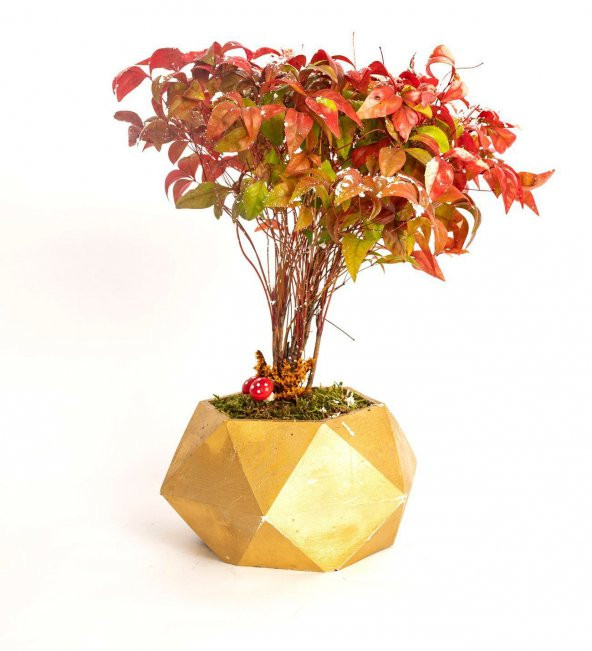 Nadir İthal Bodur Cennet Bonzai Ağacı Tohumu Ekim Seti 5 Tohum Saksı Toprak Kombin - Resim 4