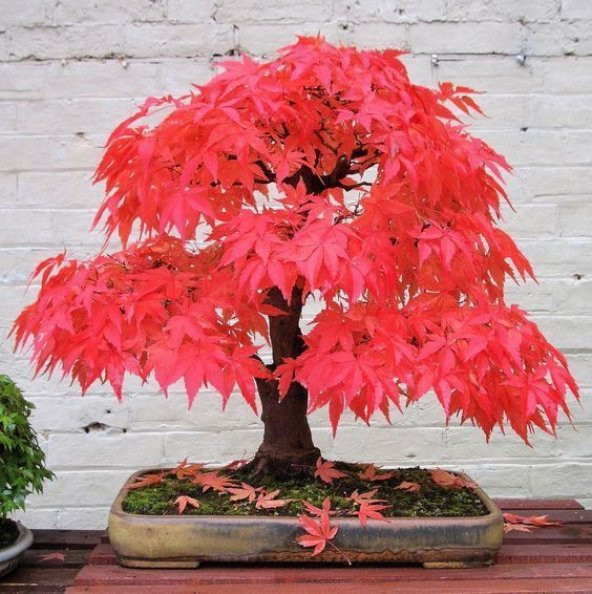 Nadir İthal Bodur Red Maple Bonzai Ağacı Tohumu 5 Tohum Bonsai Tohumu - 5