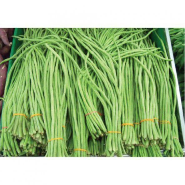 Nadir İthal Çin Fasulyesi Tohumu Ekim Seti Fasulye Tohumu 2 Tohum Saksı Toprak Kombin - 4