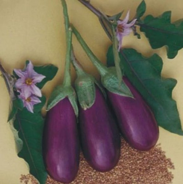 Kurutmalık Dolmalık Antep Patlıcanı Tohumu 10 Tohum Ekim Seti Patlıcan Tohumu Saksı Toprak Kombin - Resim 2