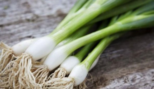 Meşhur Firik Yeşil Soğan Tohumu 50 Tohum - 2