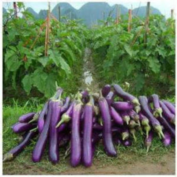 Süper Paket 50 Tohum Nadir İthal Dev Kemer Patlıcan Tohumu - 2