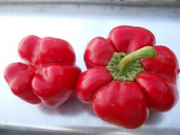 Saksılık Nadir Peynir Biberi Tohumu Biber Tohumu 5 Tohum - 4