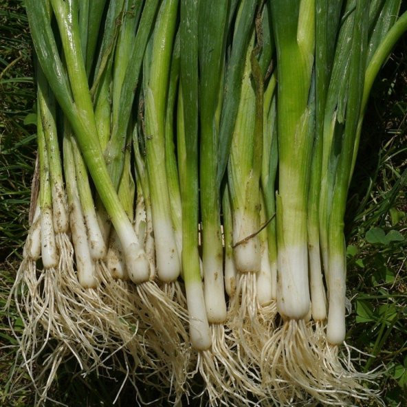 Meşhur Firik Yeşil Soğan Tohumu 50 Tohum - 3