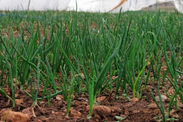 Meşhur Firik Yeşil Soğan Tohumu Ekim Seti 50 Tohum Saksı Toprak Kombin - 4