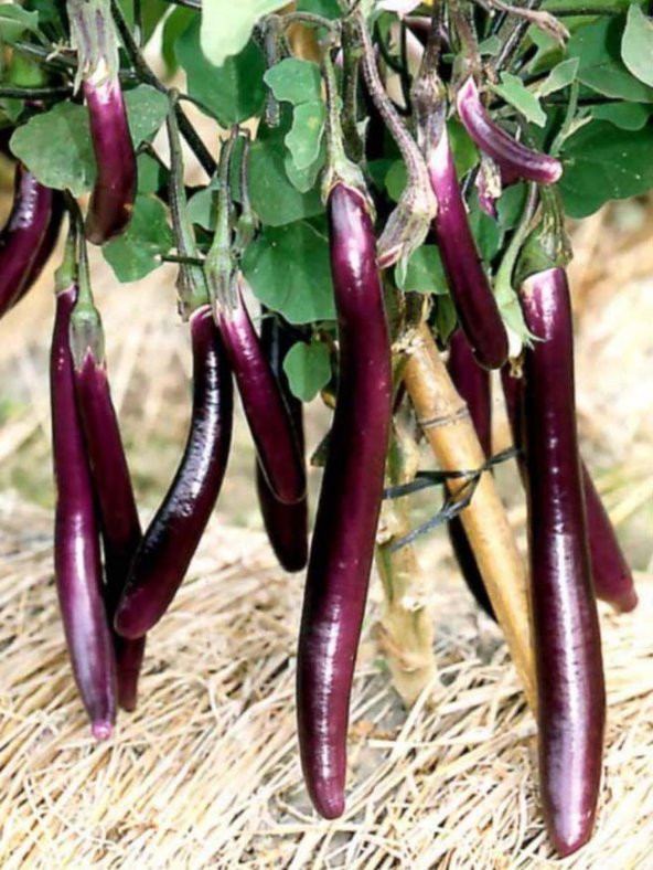 Eko Paket 20 Tohum Nadir İthal Dev Kemer Patlıcan Tohumu - Resim 4