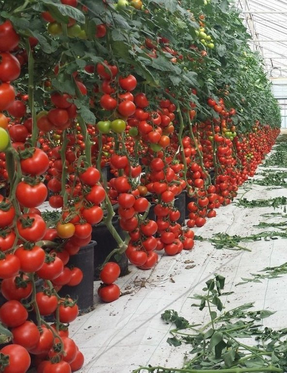 Nadir İthal Mis Kokulu Sırık Domates Tohumu Ekim Seti 5 Tohum Saksı Toprak Kombin - Resim 2