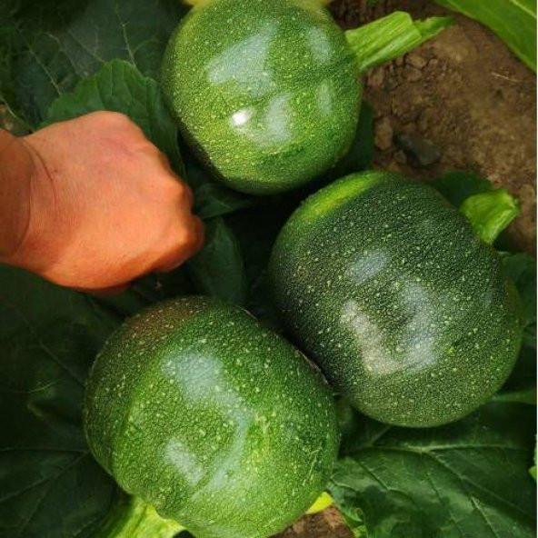 Nadir İthal Topak Dolmalık Kabak Tohumu Ekim Seti 5 Tohum Saksı Toprak Kombin - 2