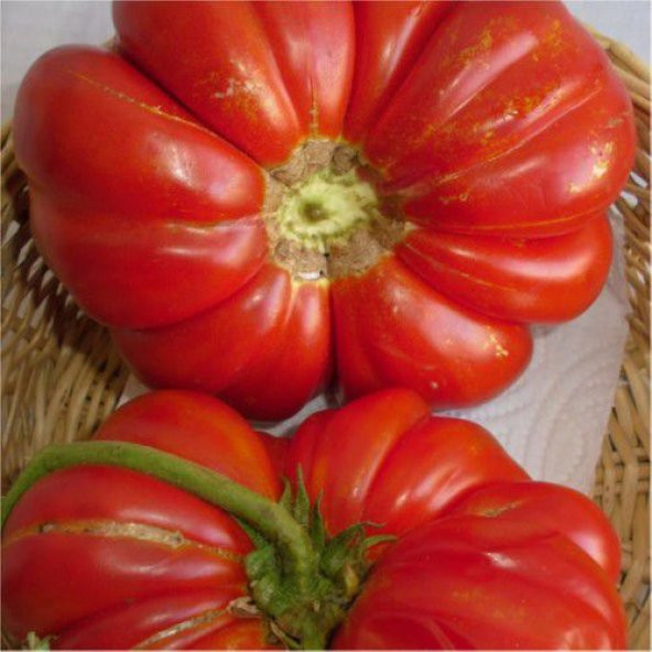 Meşhur Ayaş Domates Tohumu Ekim Seti 10 Tohum Saksı Toprak Kombin - 2