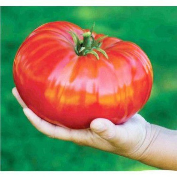 Nadir İthal Dev Hollanda Domates Tohumu Ekim Seti 10 Tohum Saksı Toprak Kombin