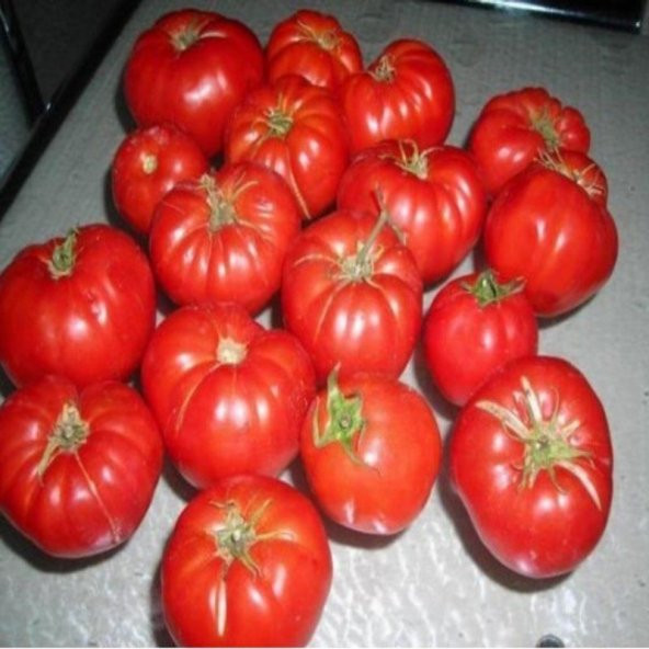 Meşhur Ayaş Domates Tohumu Ekim Seti 10 Tohum Saksı Toprak Kombin - 3