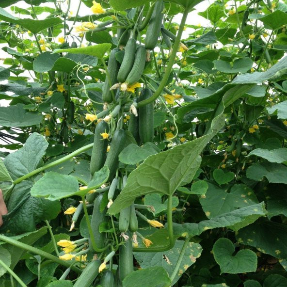 Nadir İthalyan Sırık Salatalık Tohumu Ekim Seti 5 Tohum Saksı Toprak Kombin - 2