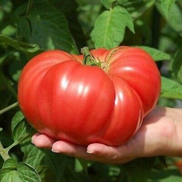 Nadir İthal Dev Hollanda Domates Tohumu Ekim Seti 10 Tohum Saksı Toprak Kombin - 2