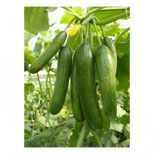 Nadir İthalyan Sırık Salatalık Tohumu Ekim Seti 5 Tohum Saksı Toprak Kombin - 3