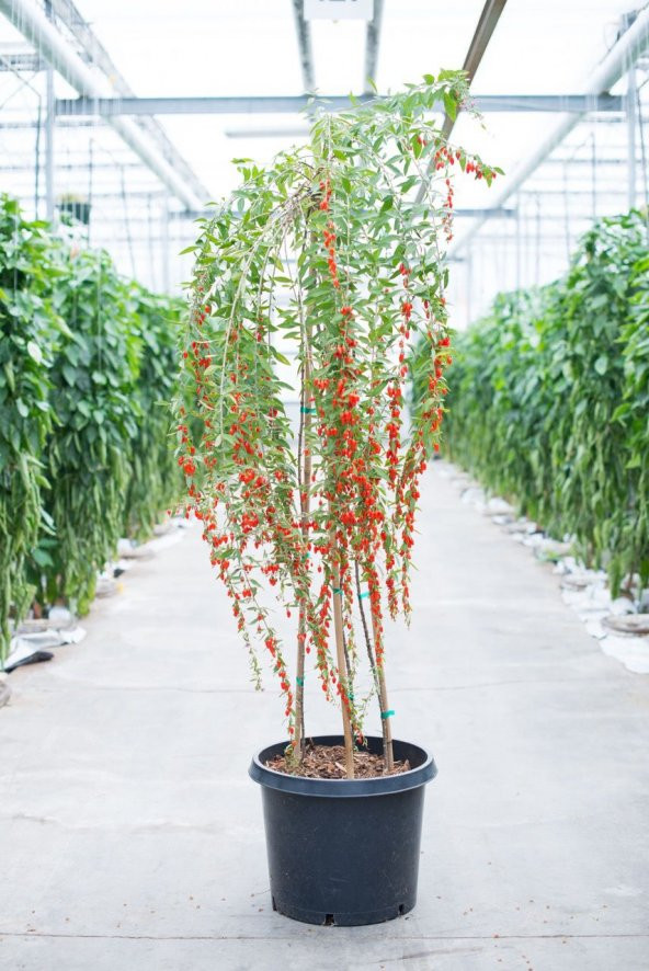 İthal Goji Berry Tohumu Ekim Seti Kurt Üzümü Tohumu GojiBerry Tohumu Saksı Toprak Kombin